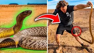 The 8 most venomous snakes in Australia!