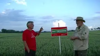 ŠS RAGT Branišovice - odrůdy pšenic - Ing. Petr Laml