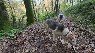 Hiking with Lady and Ece, two Rescue Dogs, in Istanbul's Belgrade Forest [November 8, 2025]