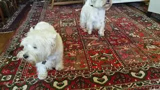Dogs refusing to go to bed...funny