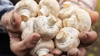 Or kitna time lagega bhai mushroom farming karni me ￼