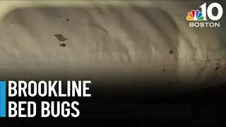 Brookline condo is filled with bed bugs, and they're spreading to other units
