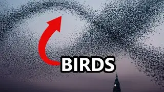 Science Doesn't know what Birds are