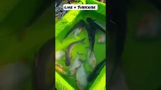 Bakery Fish 🐟 & Pomfret Fish 🐟 #tredingshorts #shorts #fishingvideo #reels #fishing #trending