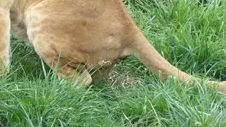 Lioness taking a poop