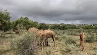 In the jungle, when it rains ⛈️, animals take shelter in the trees.