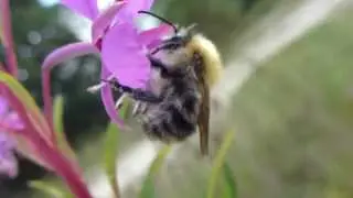 Willowherb - Sigursk&uacute;fur - D&uacute;nurt -  B&yacute;fluga - Skord&yacute;r  -  Villipl&ouml;ntur