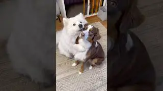 #cat #catlovers #catmemes #catvideos #dagestan #daophat #dog #dogshorts #dogtraining