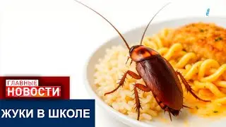 ЖУКИ В ШКОЛЕ