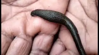 ✋🐍
