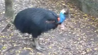 Cassowary Eating A Mango.