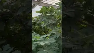 Fig trees (in ground) inside greenhouse in New England. #figtree #newengland