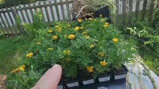 My poor soil; dealing with a nematode problem