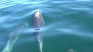Dolphin Watching boat tours in Faro, Portugal