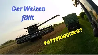 BioFarmVlog#50 Endlich wieder dreschen!! Fendt IDEAL
