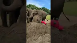 Baby Elephant Play With Toy at Sand/Kutty Elephant Videos Compilation 2021/Baby Elephant Play Time!!