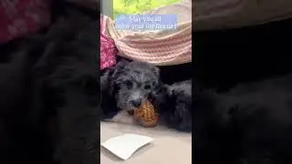 good morning ❤. #dogshorts #puppy #indiedogs #lhasaapso #bollywood #song #love #music