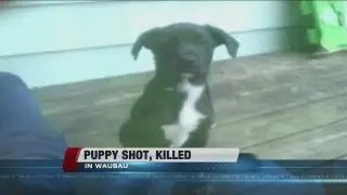 Wausau police looking for puppy shooter