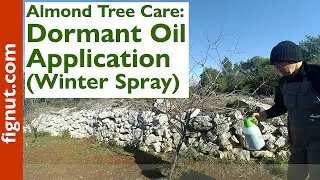 Almond Tree Care:  Dormant Oil Application (Winter Spray)