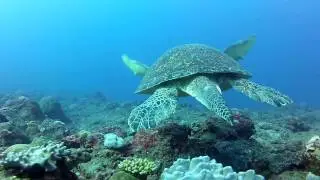 Plonger en juillet, à L'excelsus, île de la réunion, St Leu