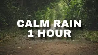 1 Hour Calm Rain on Forest Trail 🌧️🌲 | Peaceful Nature Ambience for Sleep, Study & Relaxation