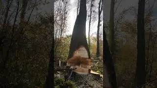 Starkholz Pappel.🌳Folgt gerne f&uuml;r mehr Content. [unbezahkte Werbung] #treecutting #forestry #wald