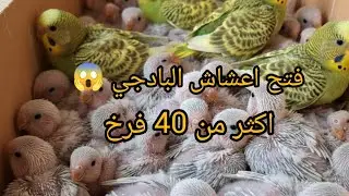 فتح اعشاش البادجي (طير الحب) مفاجأة عند الكوكتيل ❤️❤️