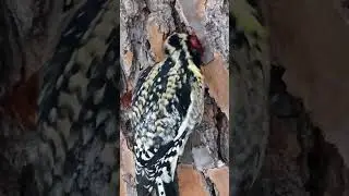 Close-Up View of a Woodpecker on Tree Bark #woodpecker #tree #nature