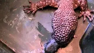HELODERMA HORRIDUM (l&eacute;zard perl&eacute; ).wmv