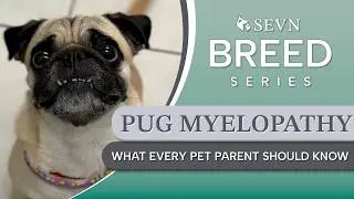 Why Is My Pug Dragging Its Back Legs? Pug Myelopathy Explained