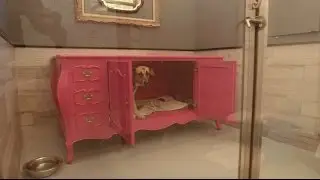 The Most Stylish Dog Shelter Ever | CBC Life