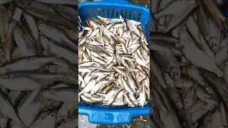 Small Fish Curry Recipe in Bihari Style #smallfishrecipe #trending #recipe #youtubeshorts #shorts