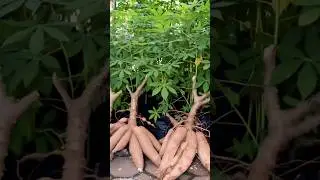 USA Shimul Potato #shorts