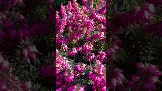 Bees #bees #bee #flowers #flower #spring #nature #erica