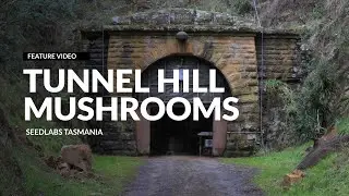 Tunnel Hill Mushrooms - Seedlabs Tasmania