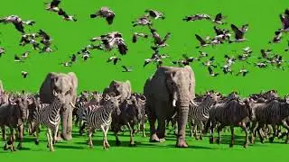 Animal Stampede Green Screen 2026 | All Wild Animals Running In One Frame