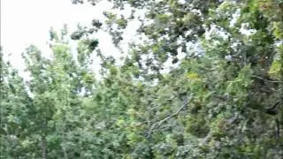 Tropical, hot humid wet, the summer that didnt happen in Auckland NZ.wmv