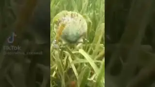 mr bean clam swimming