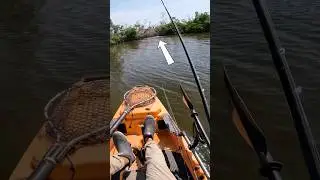 I Found a Snook Feeding FRENZY!