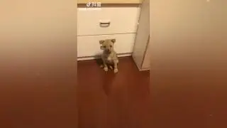 #cats #puppies #puppy Funny cats and puppies compilation. جرو و قطط جميلة و مضحكة