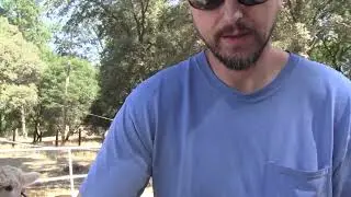 Alpha and Beta saddle training together