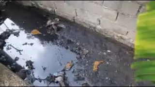 Residentes de Residencial Noelia denuncian contaminaci&oacute;n por planta de Pollo Cibao