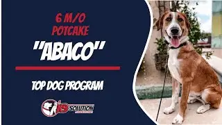 🐶Dog Trainers/Training of Central and South Florida / Potcake 'ABACO'🦮