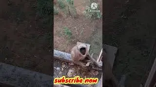 cute monkey