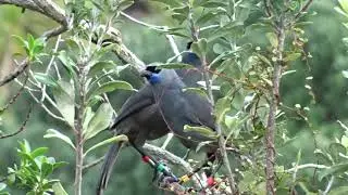 North Island Kokako pair duetting