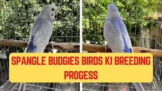SPANGLE BUDGIES BIRDS KI BREEDING PROGRESS / LATEST UPDATES.
