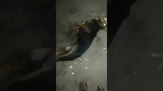 my dog was really comedy sleeping