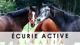 ECURIE ACTIVE ALBALIA NORMANDIE