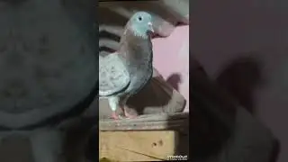 #PigeonShort#PigeonShorts#PigeonVideo#PigeonClip#PigeonReel#PigeonMoments#PigeonVibes#CutePigeon#Fly