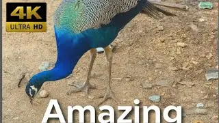 Peacock Eating Natural Food